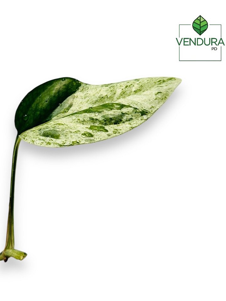 Epipremnum Pinnatum Marble product image (1)