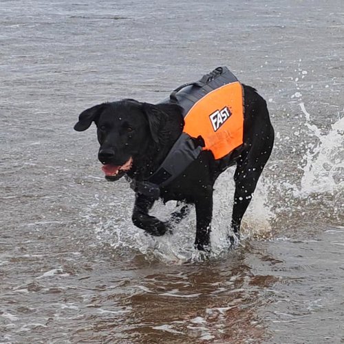 To say Major enjoys going to the beach is an understatement 😂