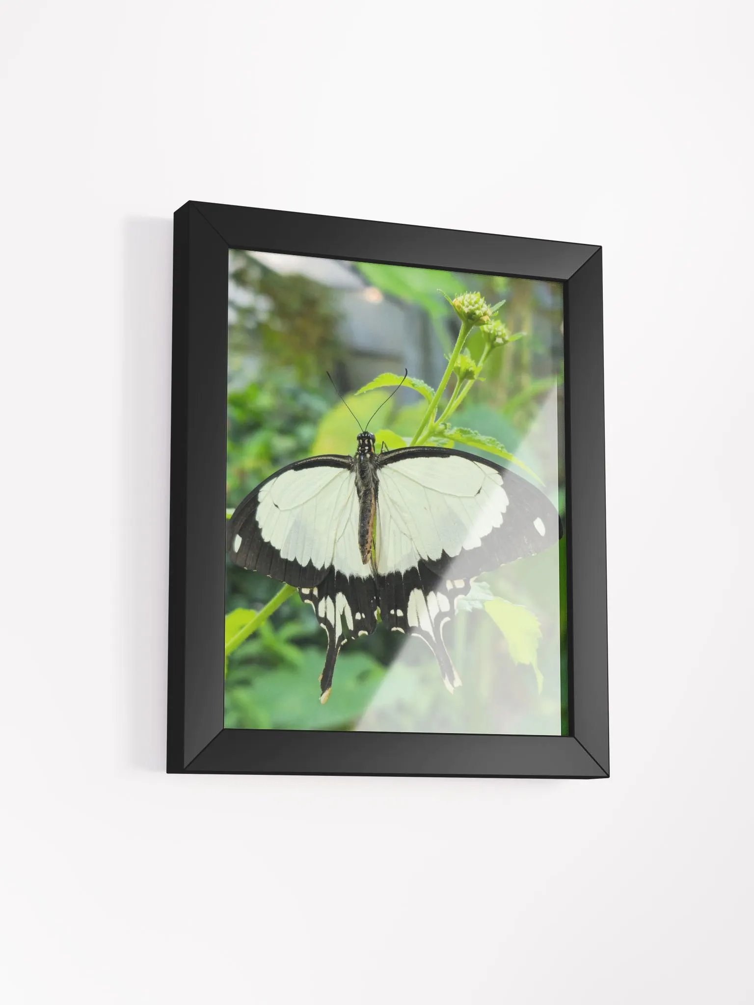 Mocker Swallowtail Tropical Butterfly Matte Poster product image (3)