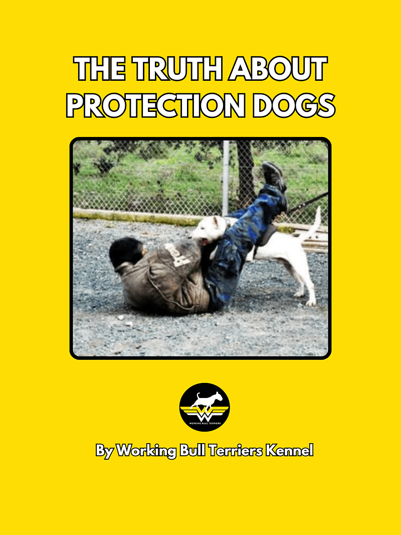 The Truth About Protection Dogs – Full Article + Bonus Material