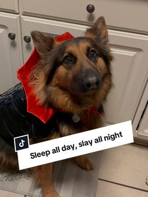 🧛🏼‍♀️🦇❤️ #gsd #halloween #halloweendog 