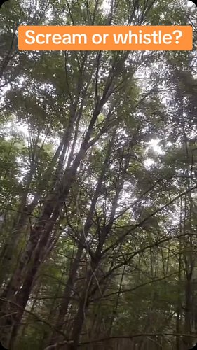 As we stood in our research area this sound came flying through the trees! We ask respectfully is this a scream or a whistle?...