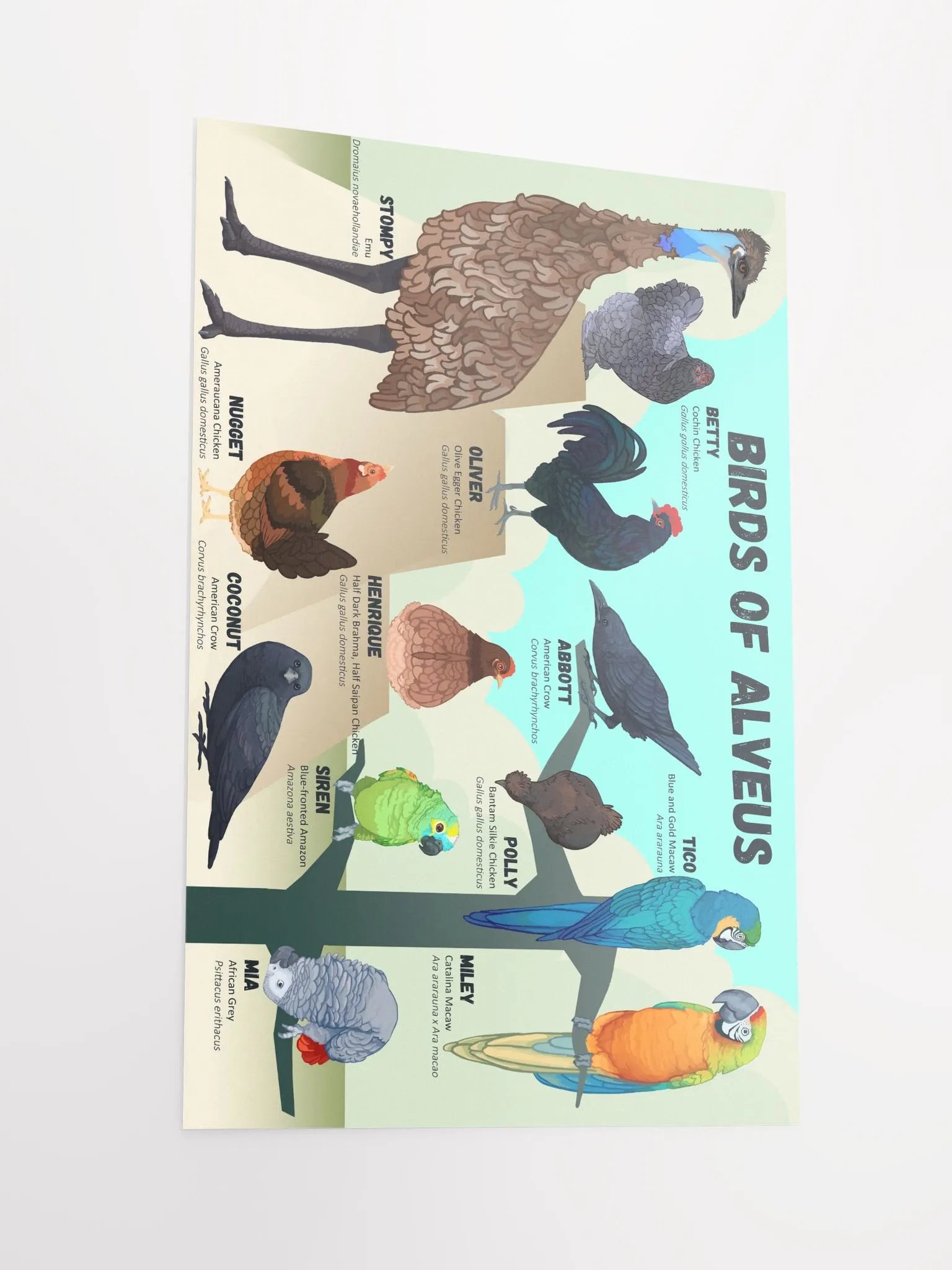 Birds of Alveus Poster product image (4)