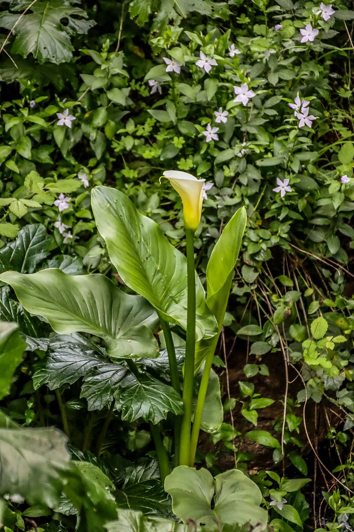 🌿 Fine Art Photography - The Whisper of the Calla – Jardin du Rayol 🌿 product image (1)