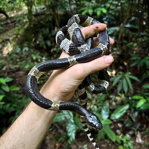 A lovely large Malayan Krait from Thailand’s Deep South. Like all kraits, these snakes are highly venomous and this species i...