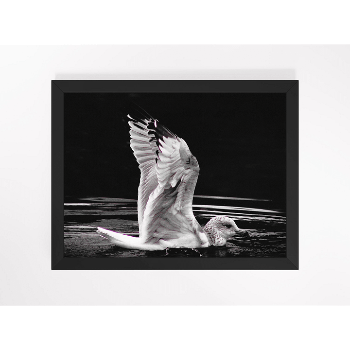 Seagull I Framed Print product image (1)