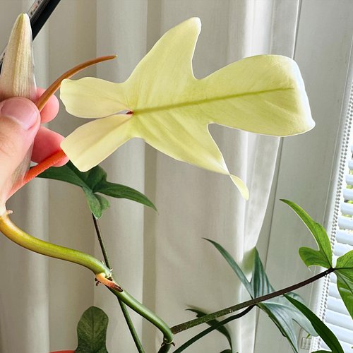 Can you see the ghost? … Look closely 👻😄

🌿 Philodendron Florida Ghost

I had so many minty leaves and now finally fully whit...