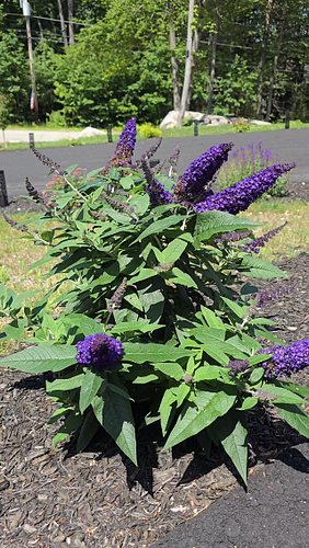 #butterflybush,#flowers, #violet, #nature, #asmr, #sunny #EdgarEdging