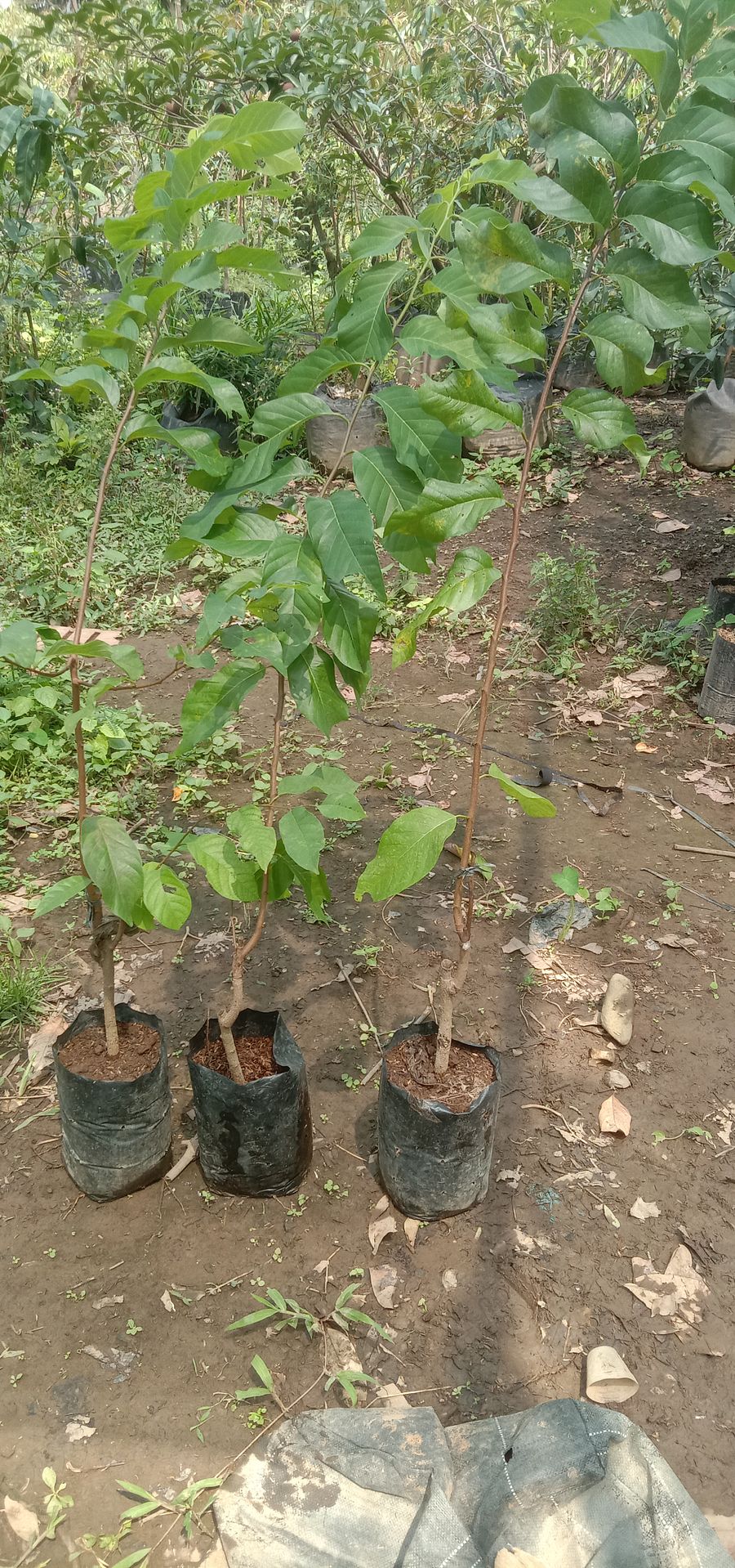 Tanaman buah sirkaya jumbo tinggi 1 meter product image (3)