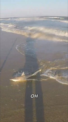 🦈 Beach Shark Fishing Made Easy! 🌊

Get your new favorite popping cork here 👉 https://wegofishing-shop.fourthwall.com/
