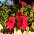 We're headed to the Farmer's Market in Madisonville, TX with our friends from https://www.DreamscapeFarms.com and all of her ...