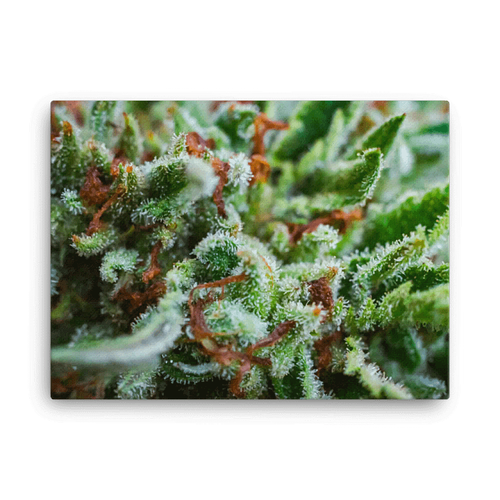 Cannabis Flower Canvas product image (1)