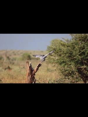 African Harrier Hawk hunting 