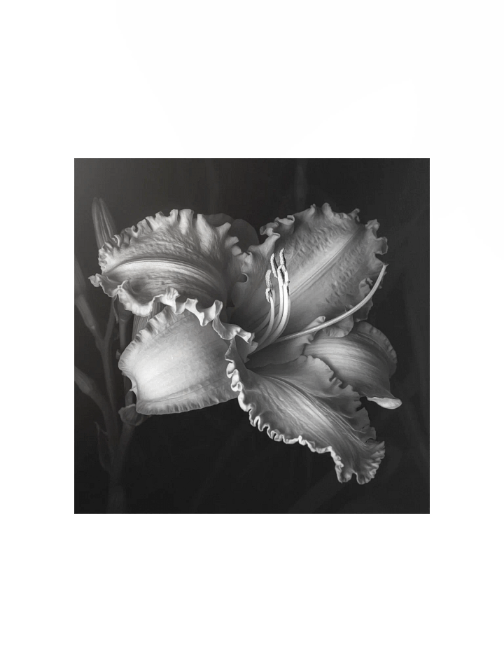 Ruffled Daylily in Monochrome product image (1)