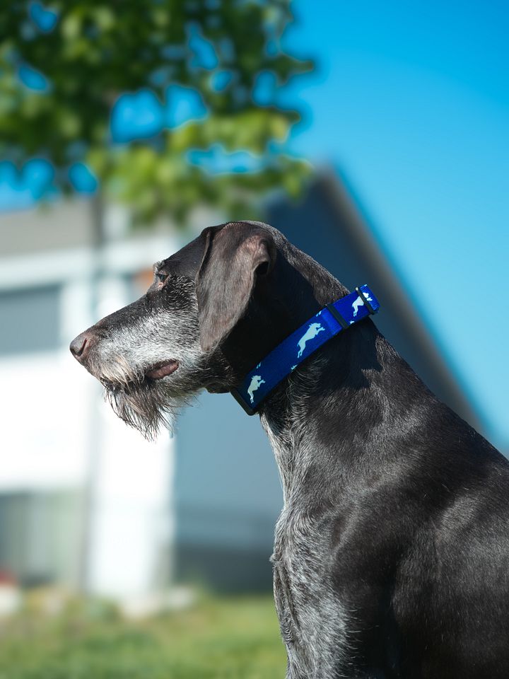 Cool Blue Collar product image (3)