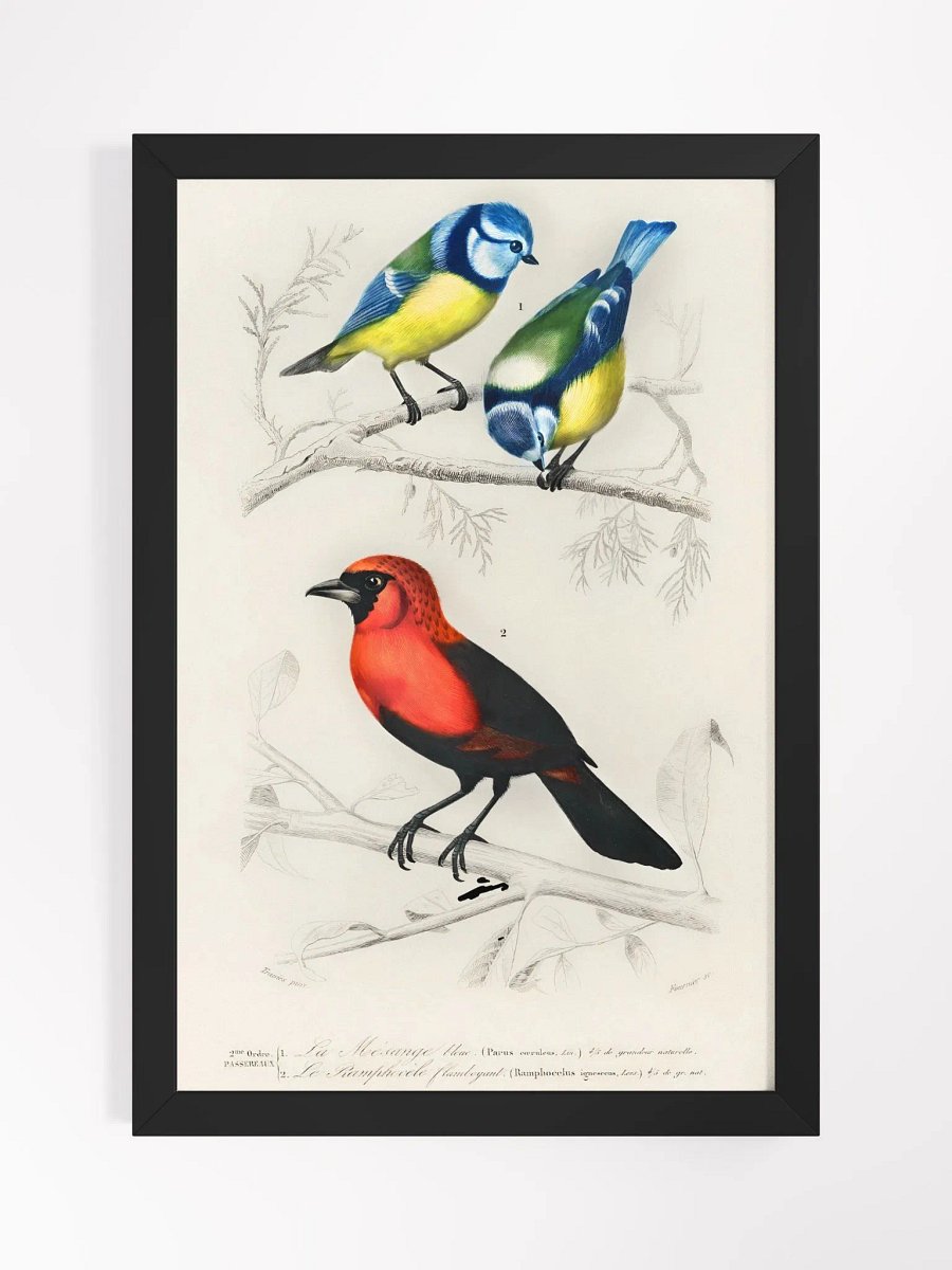 Different types of birds product image (4)