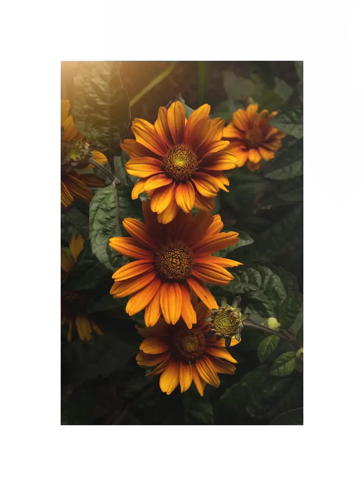 Sunny Orange Flowers in Golden Light product image (1)