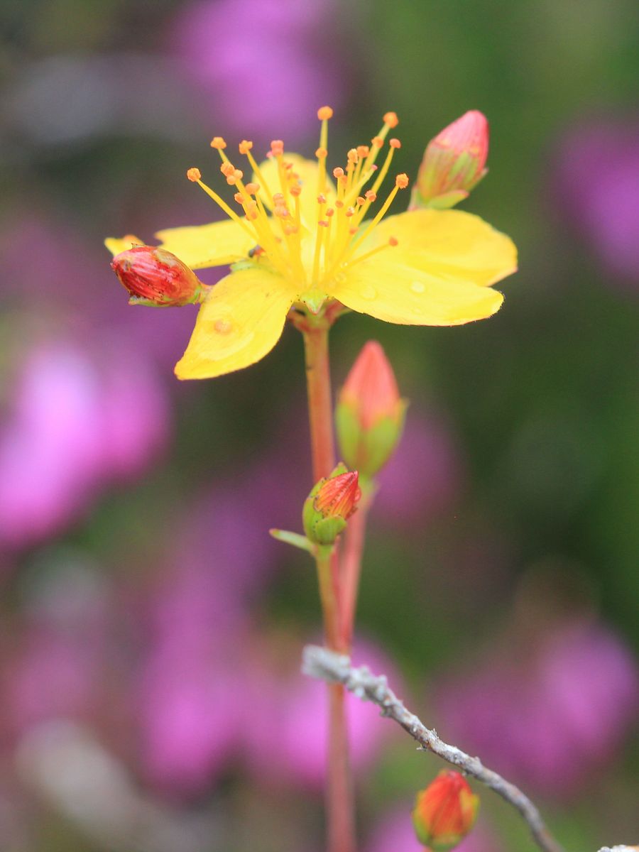 Plants and Wildflowers Image Collection product image (3)
