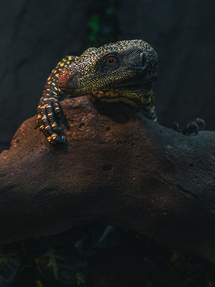 Baby Croc Monitor #3 product image (1)