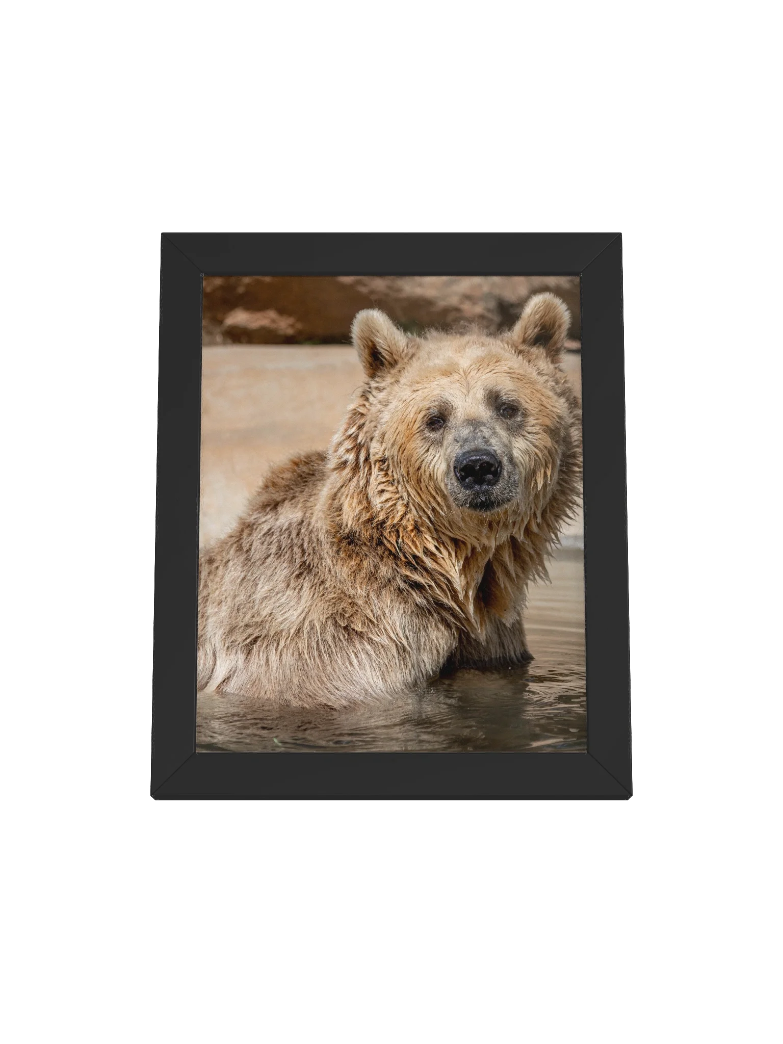 Cherry Bomb the Grizzly Portrait Photo product image (1)