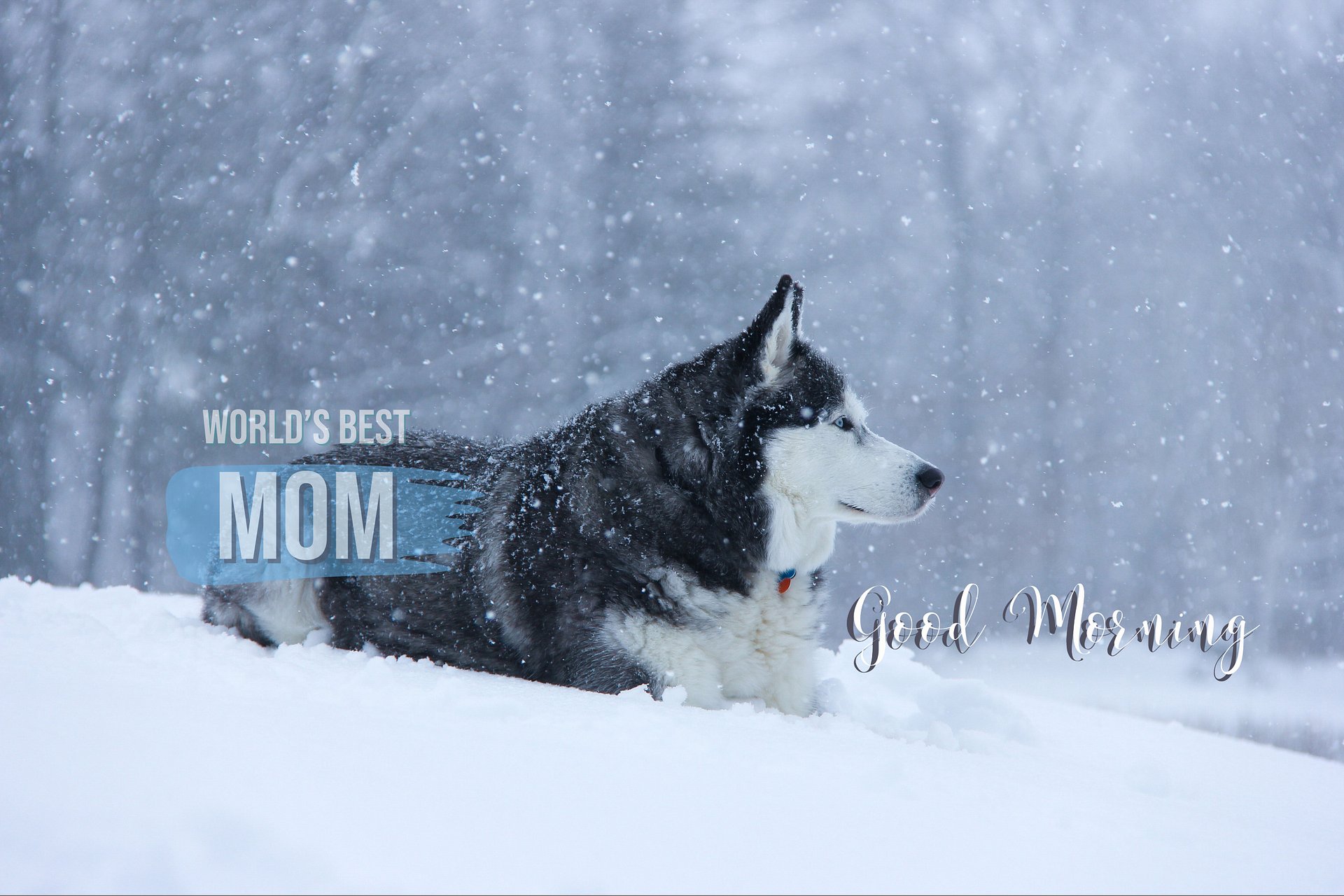 Blue Eye Siberian Husky in the Snow - Color In product image (31)