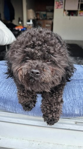Happy national doggo day! 
👹🤩

#nationaldogday #internationaldogday 
#chiko #dogday