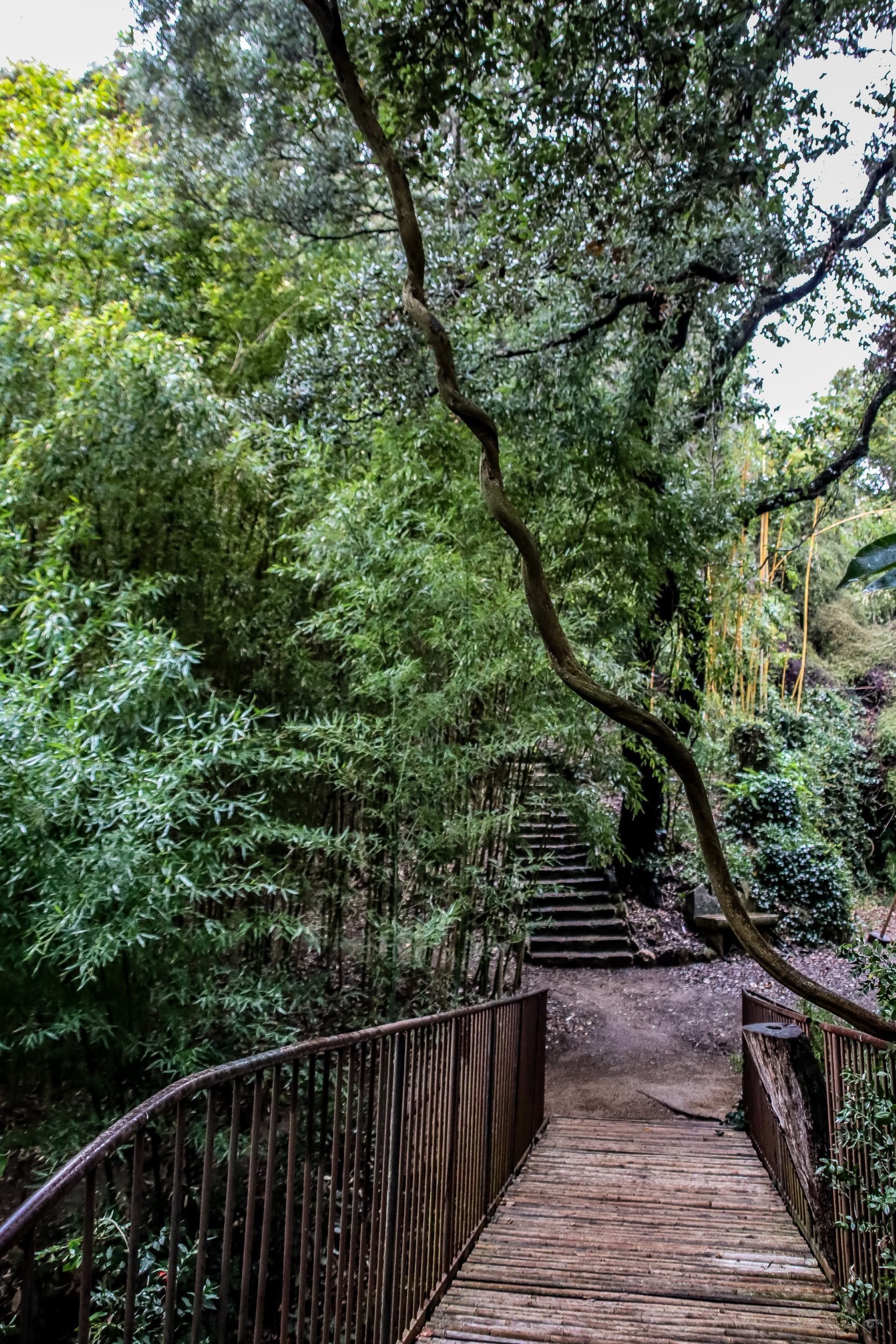 🌿 Fine Art – The Guardian of the Path product image (1)