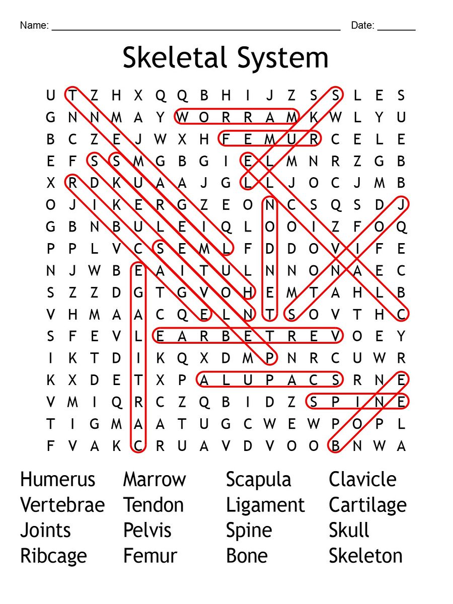 Printable Skeletal System Word Search – Fun Anatomy Puzzle Activity! product image (2)