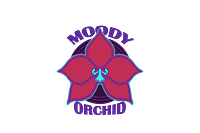 Moody Orchid