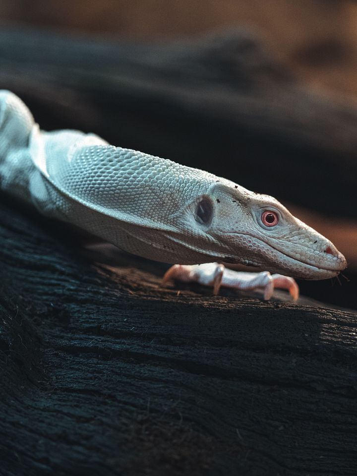 Pink-Eyed Leucistic Asian Water Monitor product image (1)