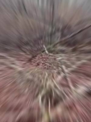 A quest for BIGFOOT! Many adventures,questions and some answers!#tiktok #bigfoot #Yt #fyp #trendingvideo 