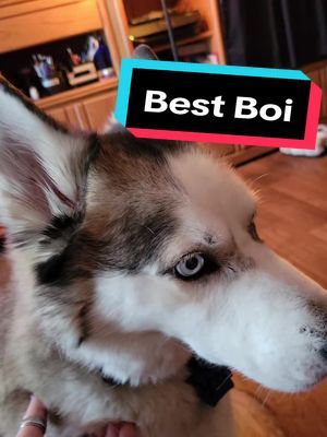 We simply do NOT deserve dogs. they are the best things in the world. #huskymom #servicedog #huskylife #dogsoftiktok 