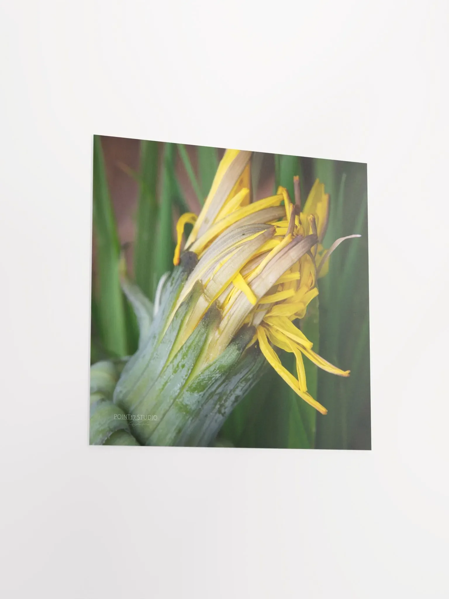 Dandelion #8 - Print product image (9)