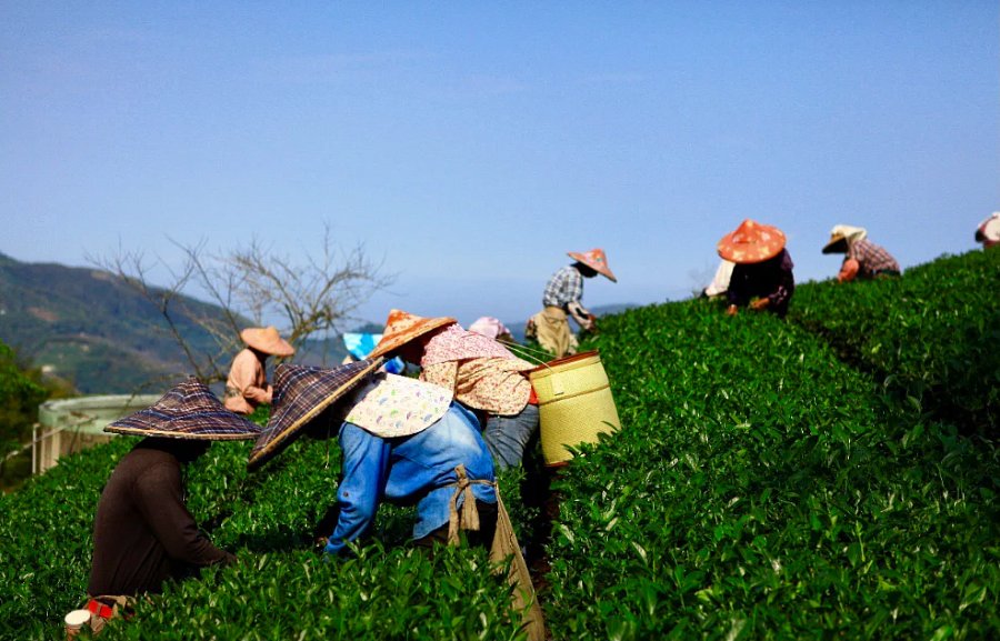 JEJUWELLING韓國濟州島紅海參修復飲送一包台灣玉山高海拔烏龍茶 product image (8)