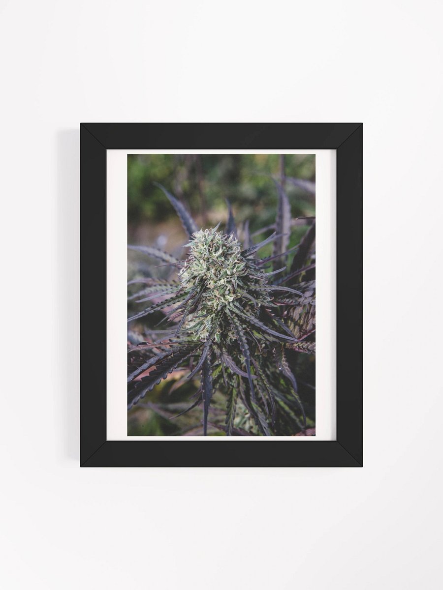 Royal Purple Cultivated Framed Poster Print product image (4)