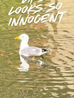Gavin the Gull & The River Monster/Amazon.com - set on the River Wensum in #Norwich  #booktok #seagulls #storytime #Norfolk 