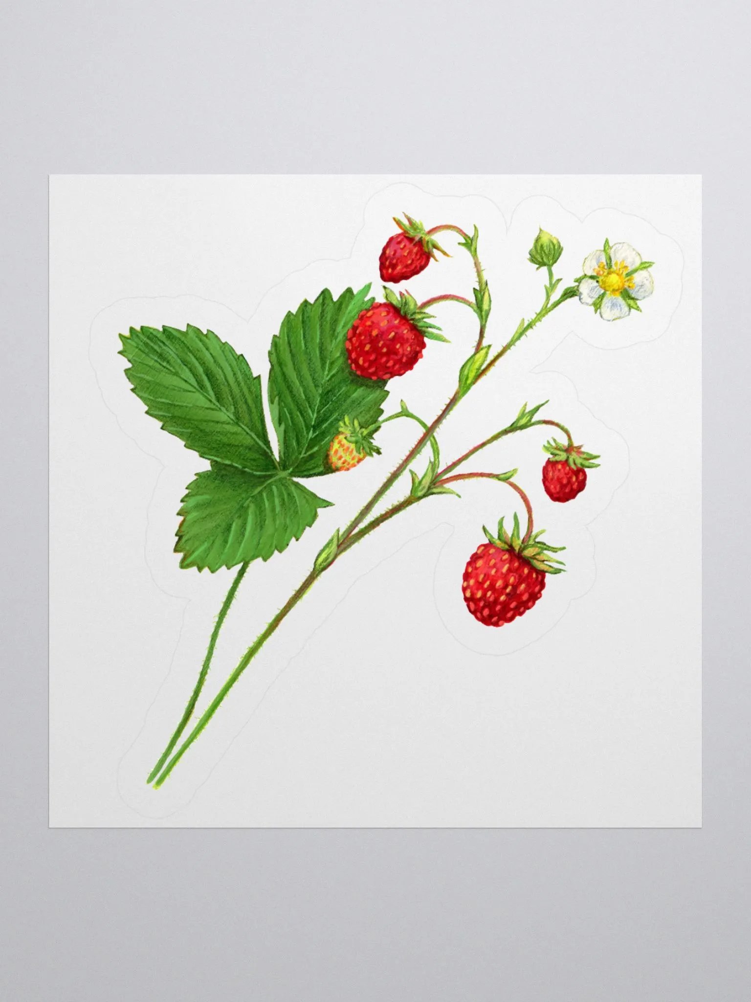 Wild strawberries illustration sticker product image (2)