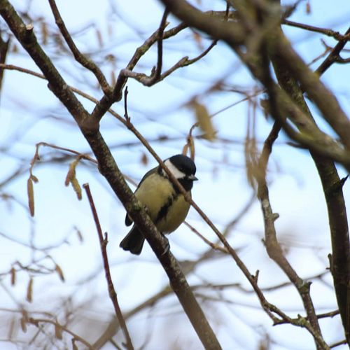 Some of my Bird Pictures 🐦(Taken on a Cannon 1200D with 300mm Lens)