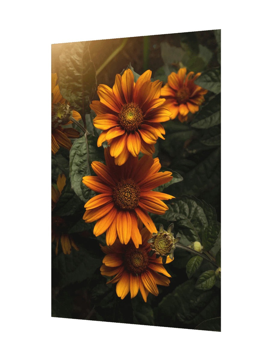 Sunny Orange Flowers in Golden Light product image (2)