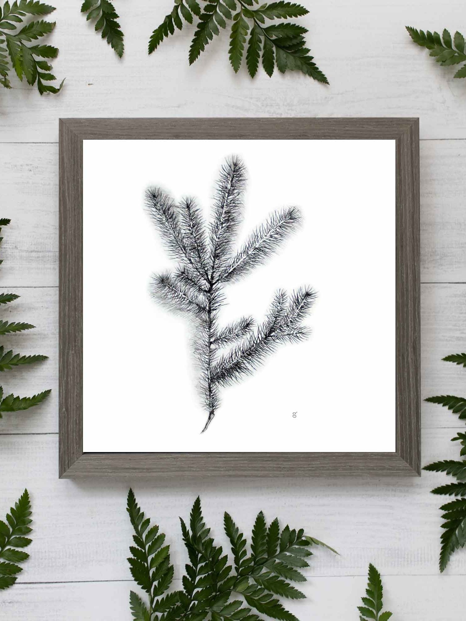Nature's Embrace Canvas Print - Spruce Branch product image (4)