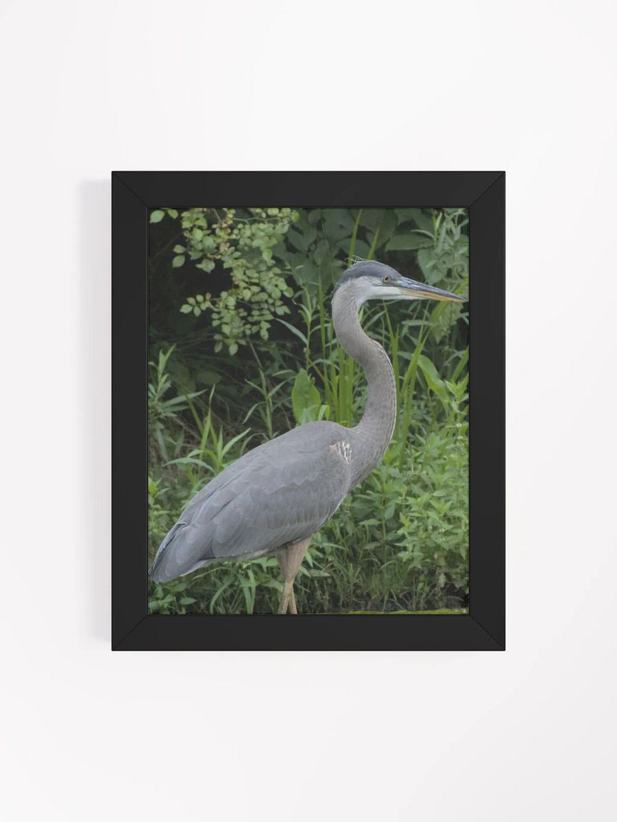 Great Blue Heron Poster product image (4)