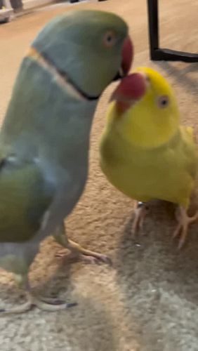 Something Stanky 🦜