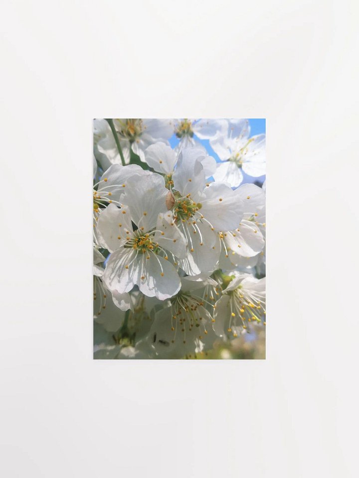 White Cherry Blossoms Print, Floral Art, White Cherry Blossoms Poster, 5x7