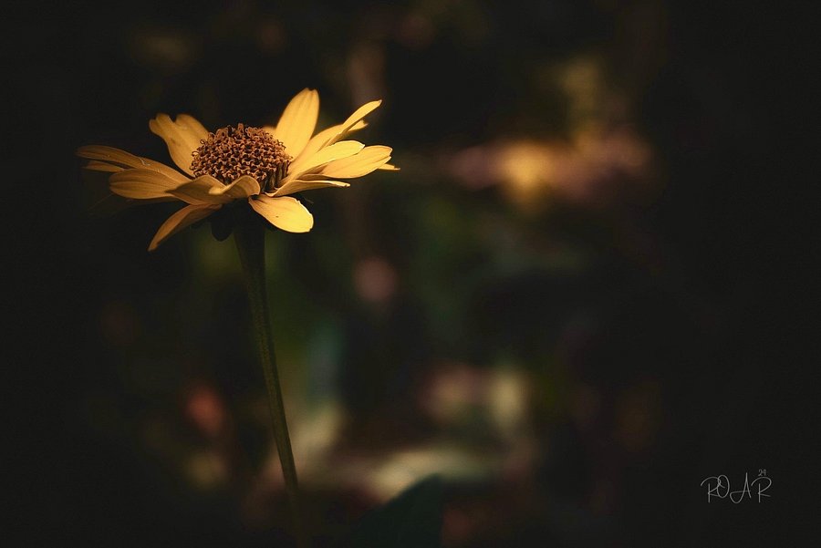 Frank the Flower. product image (2)