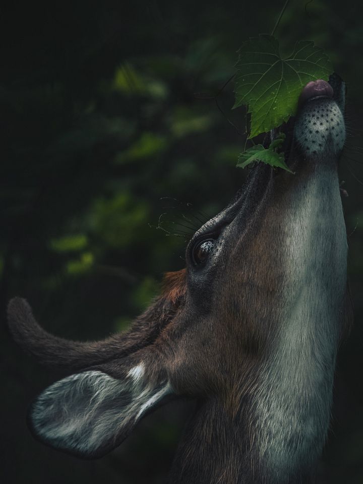 Buck Eating product image (1)