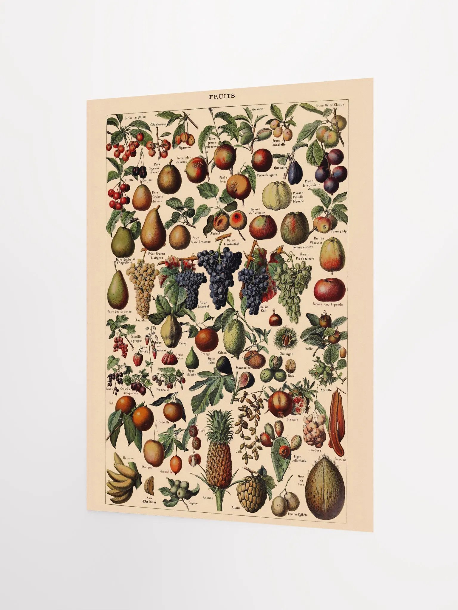 Vintage fruit poster print product image (5)