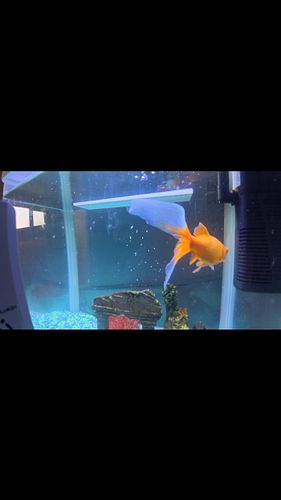 Friends fishes