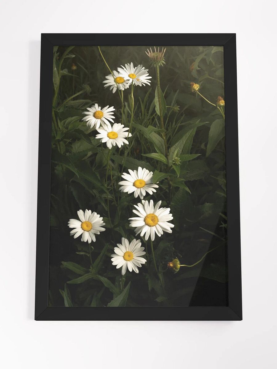Undulating Daisies product image (3)