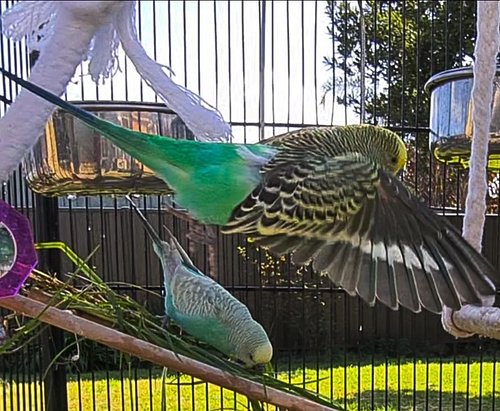 We Love Flying ❤️ 😍 

#budgielover #birdsofaustralia #birdphoto #Budgies #budgieofinstagram #budgieworld #parakeetstagram #pa...