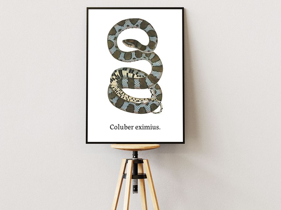 Coluber eximius. product image (1)